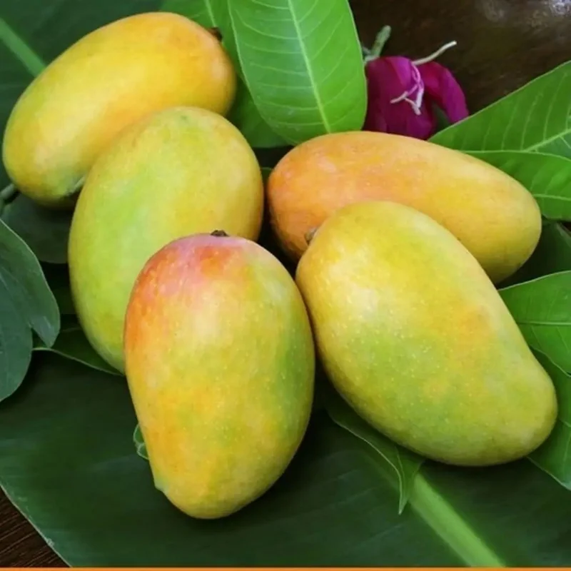 Malika Dwarf Mango Tree 3-4 Feet - Fruit Tree - Easy to Grow Mangoes