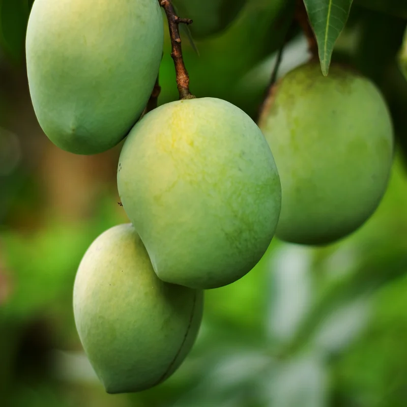 Malika Dwarf Mango Tree 3-4 Feet - Fruit Tree - Easy to Grow Mangoes