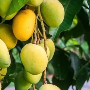 Malika Dwarf Mango Tree 3-4 Feet - Fruit Tree - Easy to Grow Mangoes