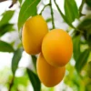 Alphonso Mango Tree Grafted - 2-3 Feet Tall - Fruit Tree Sapling