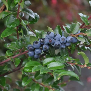 Oregon Mountain Huckleberry Plants - Set of 3 Live Plants 8-12 Inch
