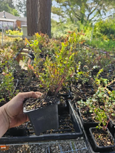 Oregon Mountain Huckleberry Plants - Set of 3 Live Plants 8-12 Inch