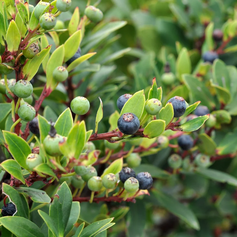 Oregon Mountain Huckleberry Plants - Set of 3 Live Plants 8-12 Inch