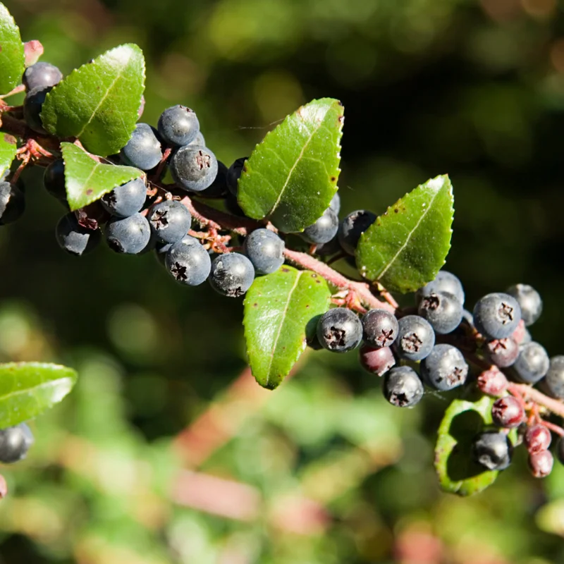 Oregon Mountain Huckleberry Plants - Set of 3 Live Plants 8-12 Inch