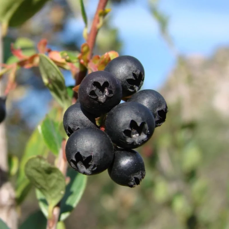 Oregon Mountain Huckleberry Plants - Set of 6 Live Plants 8-12 Inch