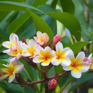 Hawaiian Plumeria Flower Cutting - 8 to 10 Inch - Tropical Blooms
