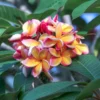 Hawaiian Plumeria Cutting - 8-12 Inch - Exotic Flower Plant