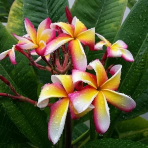 Hawaiian Plumeria Cutting - 8-12 Inch - Exotic Flower Plant