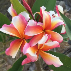 Hawaiian Plumeria Flower Cutting - 8 to 10 Inch - Tropical Blooms