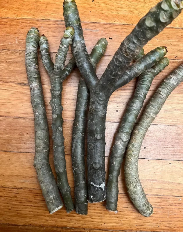 Hawaiian Plumeria Cutting - 8-12 Inch - Exotic Flower Plant