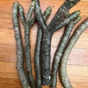 Hawaiian Plumeria Flower Cutting - 8 to 10 Inch - Tropical Blooms