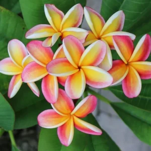 Hawaiian Plumeria Cutting Set - 8-12 Inch - Tropical Flowers