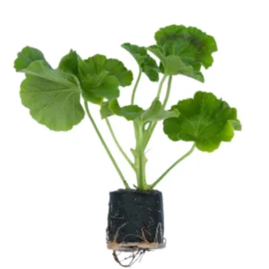 Red Geranium Plant 4-6 Inch Potted Flower