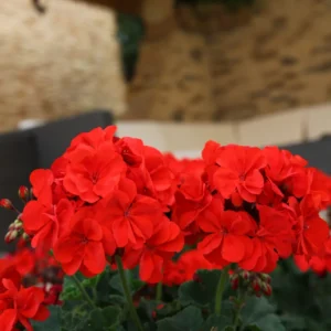 Red Geranium Plant 4-6 Inch Potted Flower