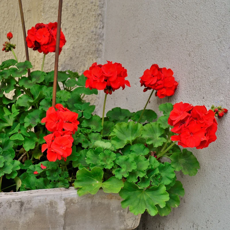 Red Geranium Plant 4-6 Inch Potted Flower