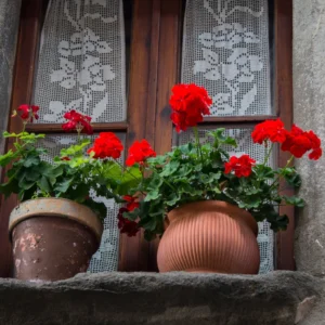 Red Geranium Plant 4-6 Inch Potted Flower