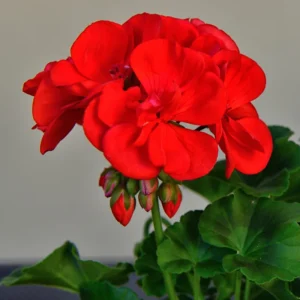 Red Geranium Plant 4-6 Inch Potted Flower