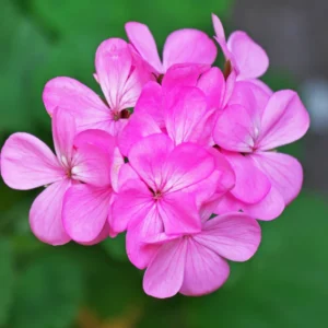 Pink Geranium Plant 4-6" Tall Flower Garden