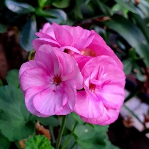 Pink Geranium Plant 4-6