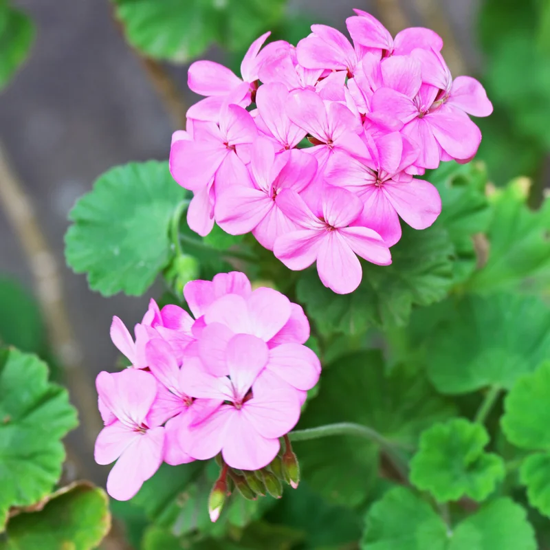 Pink Geranium Plant 4-6" Tall Flower Garden