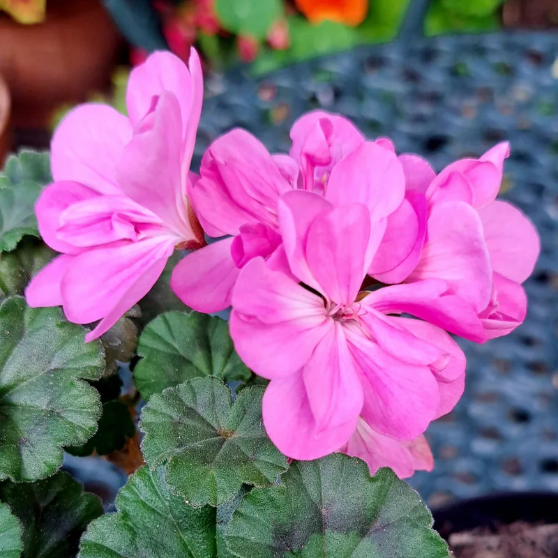Pink Geranium Plant 4-6" Tall Flower Garden
