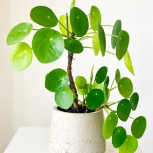 Chinese Money Plant Pilea Peperomioides 6" Pot Indoor Plant