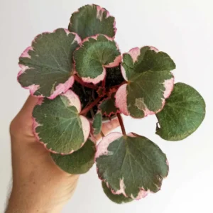 Tricolor Strawberry Begonia Plant 2
