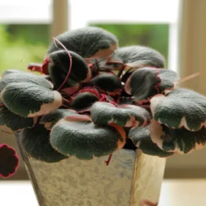 Tricolor Strawberry Begonia Plant 2