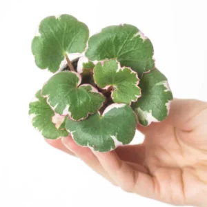 Tricolor Strawberry Begonia Plant 2