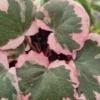 Tricolor Strawberry Begonia Plant 2" Pot Saxifraga Stolonifera