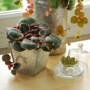 Tricolor Strawberry Begonia Plant 2