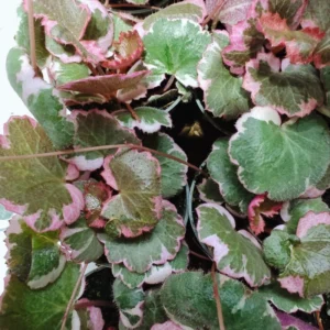 Tricolor Strawberry Begonia Plant 4" Pot - Saxifraga stolonifera Indoor