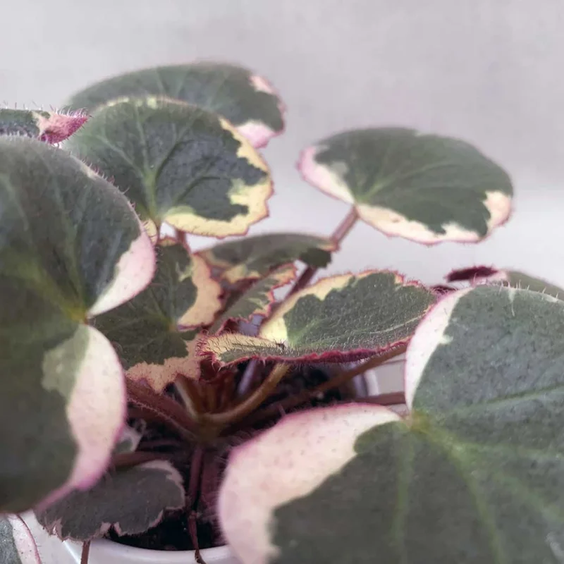 Tricolor Strawberry Begonia Plant 4" Pot - Saxifraga stolonifera Indoor