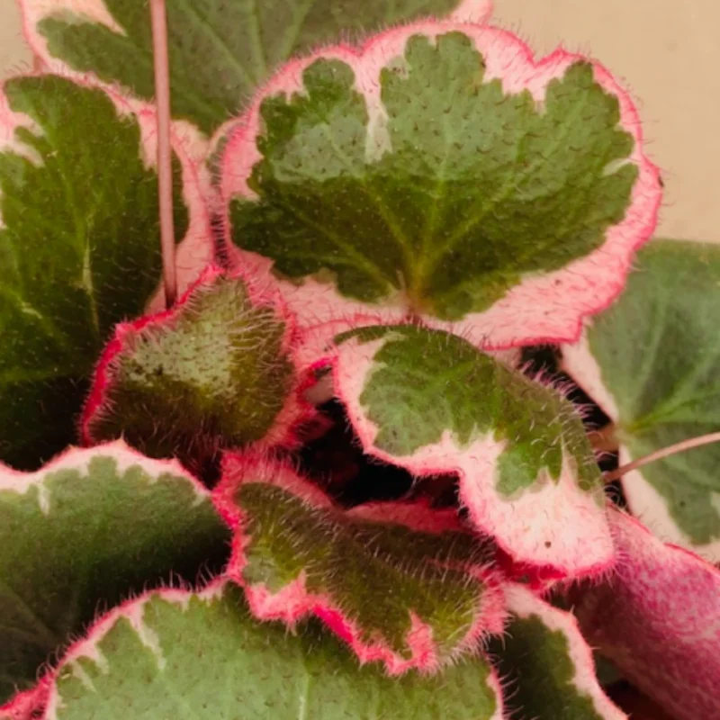 Tricolor Strawberry Begonia Plant 4" Pot - Saxifraga stolonifera Indoor