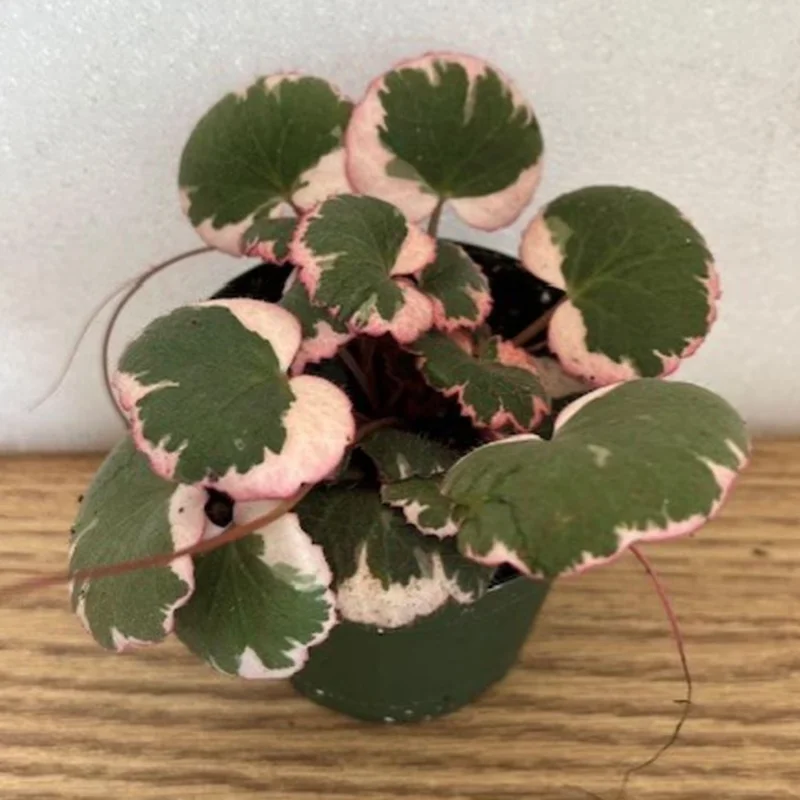 Tricolor Strawberry Begonia Plant 4" Pot - Saxifraga stolonifera Indoor