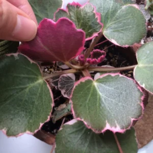 Tricolor Strawberry Begonia Plant 4