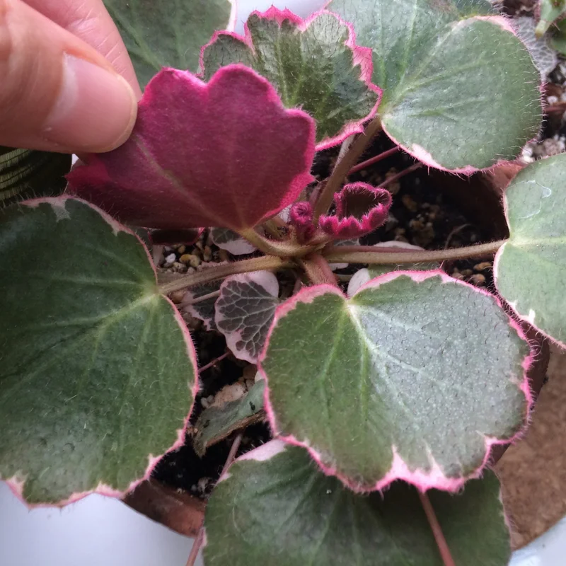 Tricolor Strawberry Begonia Plant 4" Pot - Saxifraga stolonifera Indoor