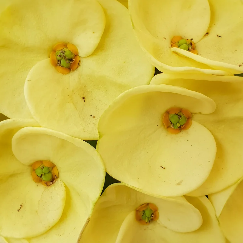 Yellow Crown of Thorns Plant, Euphorbia milii, 4 inch Pot, Flowering Succulent