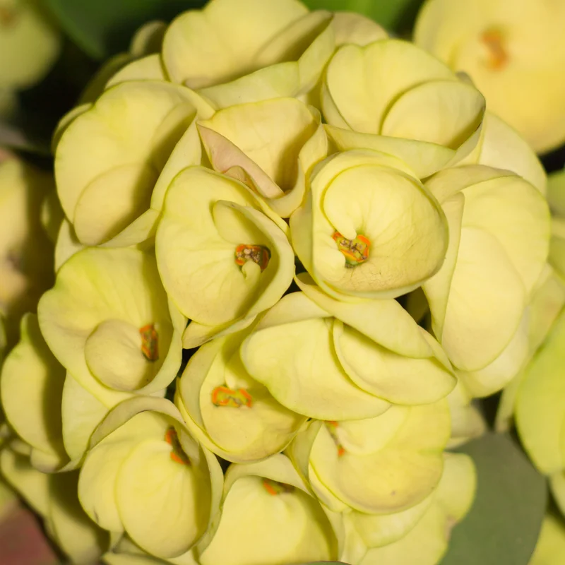 Yellow Crown of Thorns Plant, Euphorbia milii, 4 inch Pot, Flowering Succulent