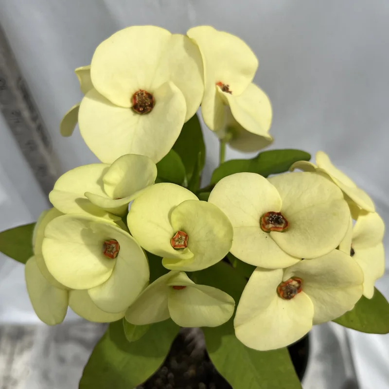 Yellow Crown of Thorns Plant, Euphorbia milii, 4 inch Pot, Flowering Succulent