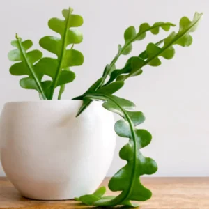 Fishbone Cactus Plant - Epiphyllum Ric Rac Cactus 2 inch Pot