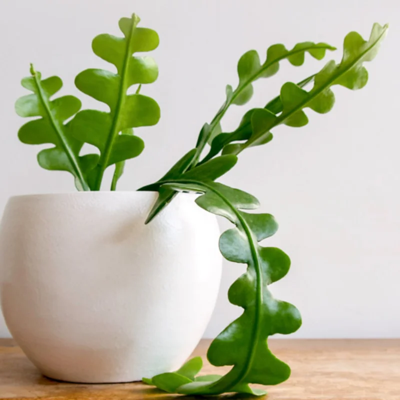 Fishbone Cactus Plant - Epiphyllum Ric Rac Cactus 2 inch Pot