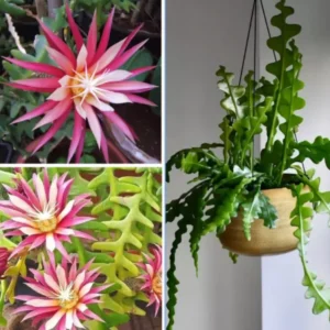 Fishbone Cactus Plant - Epiphyllum Ric Rac Cactus 2 inch Pot