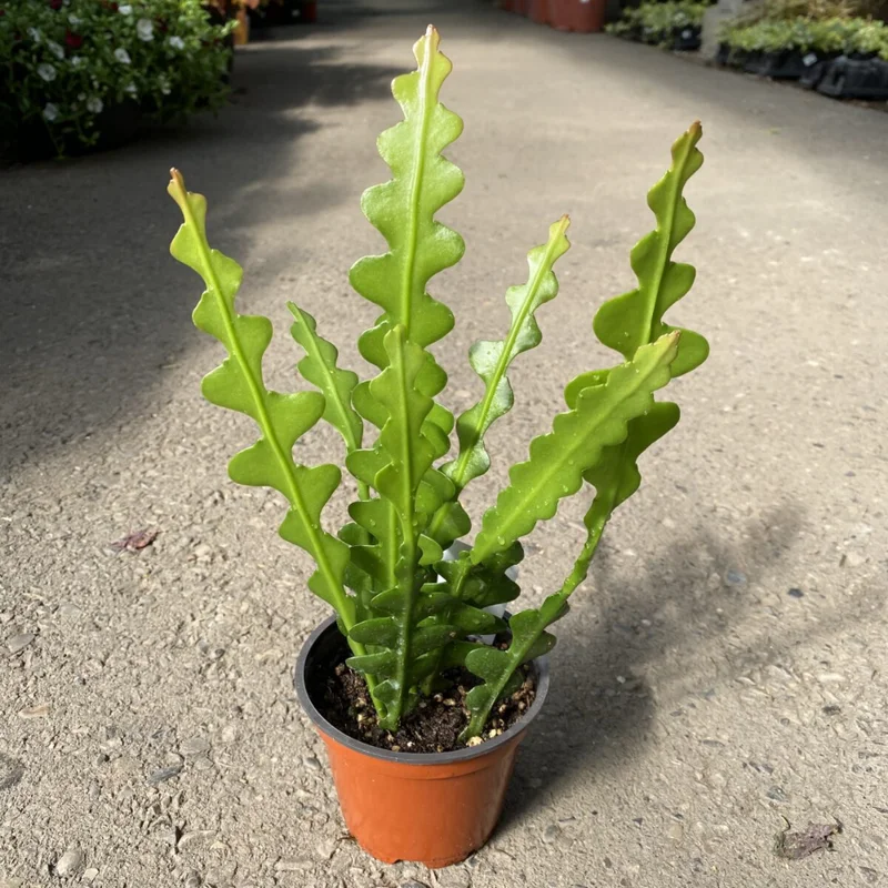 Fishbone Cactus Plant Epiphyllum Ric Rac 4 inch Pot Unusual Indoor Plant