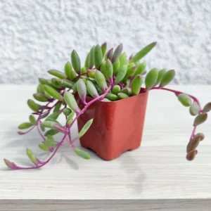 Ruby Necklace Succulent - 2 Inch Potted Plant - Unique Trailing Succulent