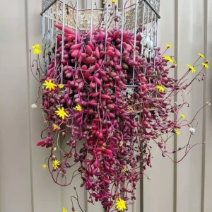 Ruby Necklace Succulent - 2 Inch Potted Plant - Unique Trailing Succulent