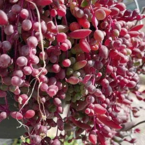 Ruby Necklace Succulent - 2 Inch Potted Plant - Unique Trailing Succulent