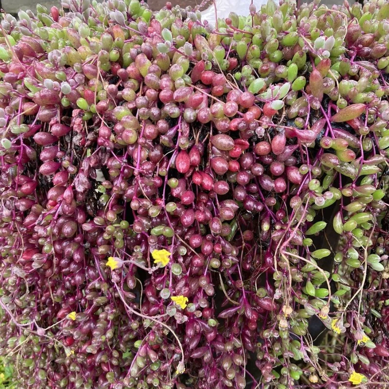 Ruby Necklace Succulent - 2 Inch Potted Plant - Unique Trailing Succulent