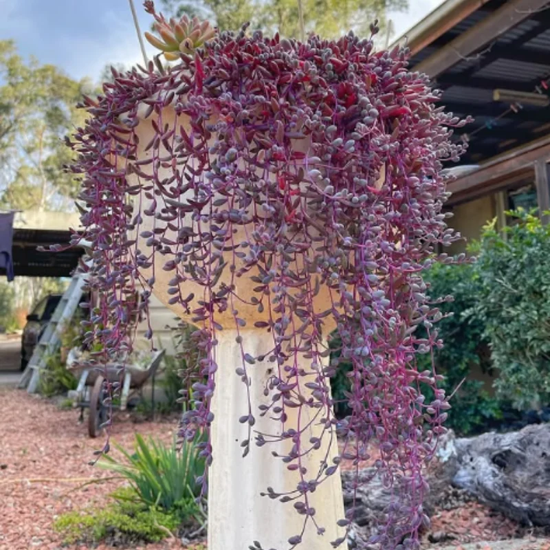 Ruby Necklace Succulent - 2 Inch Potted Plant - Unique Trailing Succulent