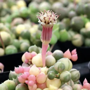 Variegated String of Pearls Succulent - 2 Inch Pot - Unique Houseplant